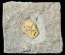Ordovician Edrioasteroid (Spinadiscus) Fossil - Morocco #46456-1
